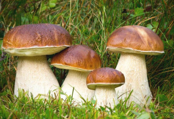 Установлены нормы сбора дикорастущих плодов, грибов и ягод