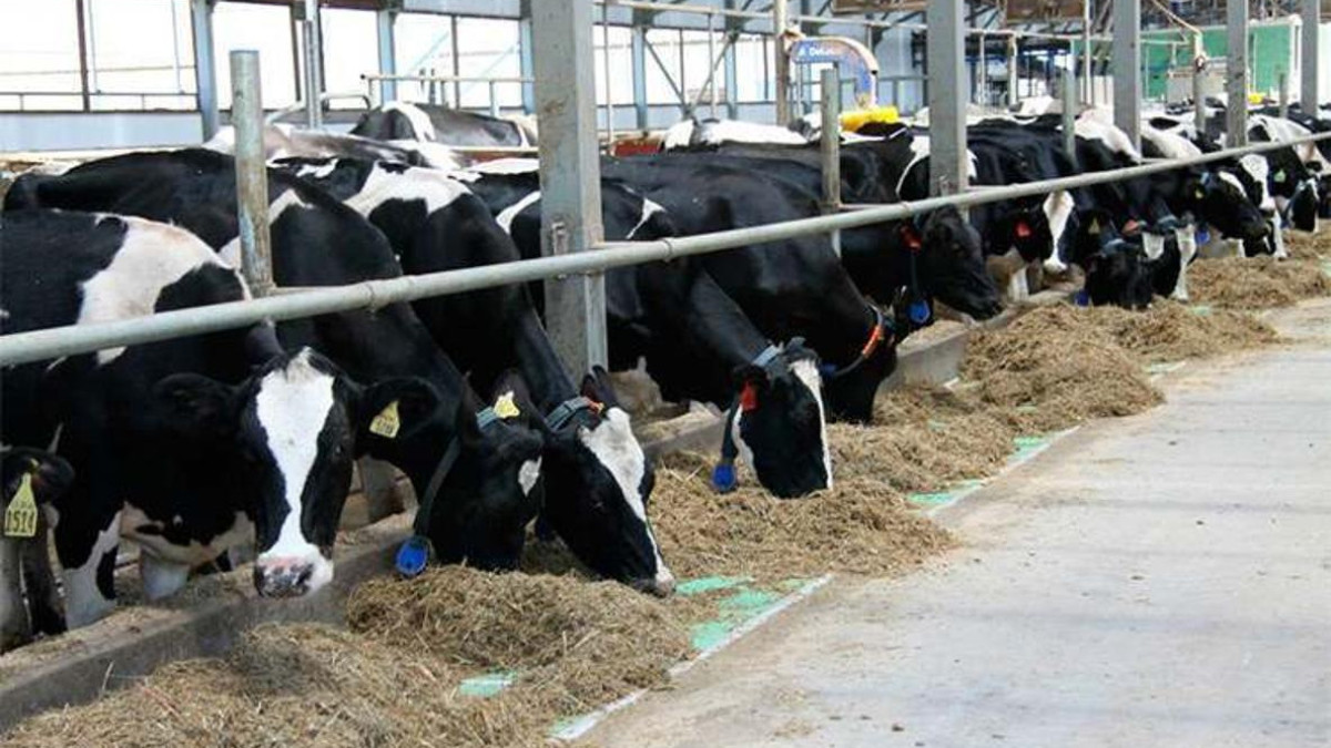 В Акмолинской области открываются мясные фермы