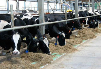 В Акмолинской области открываются мясные фермы