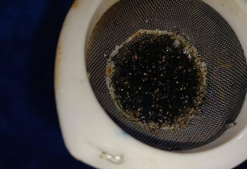 Личинки сиговых видов рыб выпущены в водоемы Зайсан-Ертисского бассейна