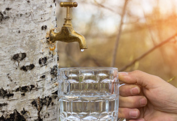 Қайың шырынын алғандарға 35 мың теңге айыппұл салынады