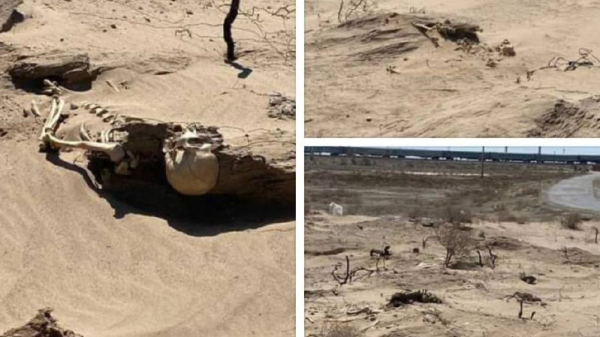 Ветер «раскопал» скелет человека в Кызылординской области