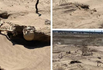 Ветер «раскопал» скелет человека в Кызылординской области