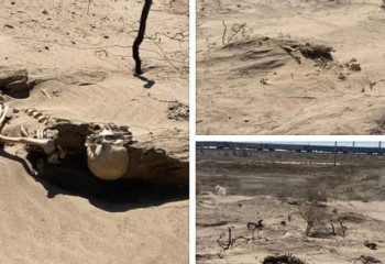 Қызылорда маңындағы далалық жерден адам сүйектері табылды