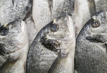 Полицейлер 1 тоннадан астам балықты заңсыз тасымалдағандарды анықтады