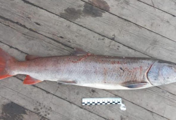 Штраф более 3 млн тенге за одну пойманную рыбу заплатит житель ВКО