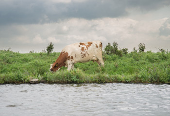 Есіл өзеніне батып өлген 100-ден аса сиыр мен жылқы үшін шаруаларға өтемақы төленбейді