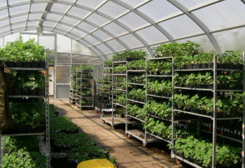 Субсидии получат казахстанские фермеры, чьи теплицы соответствуют стандарту
