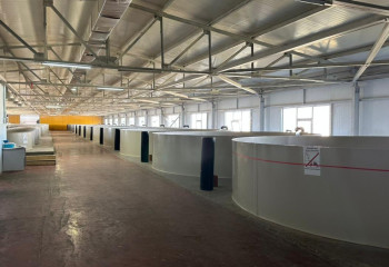 Маңғыстауда балық өндірісі дамуда