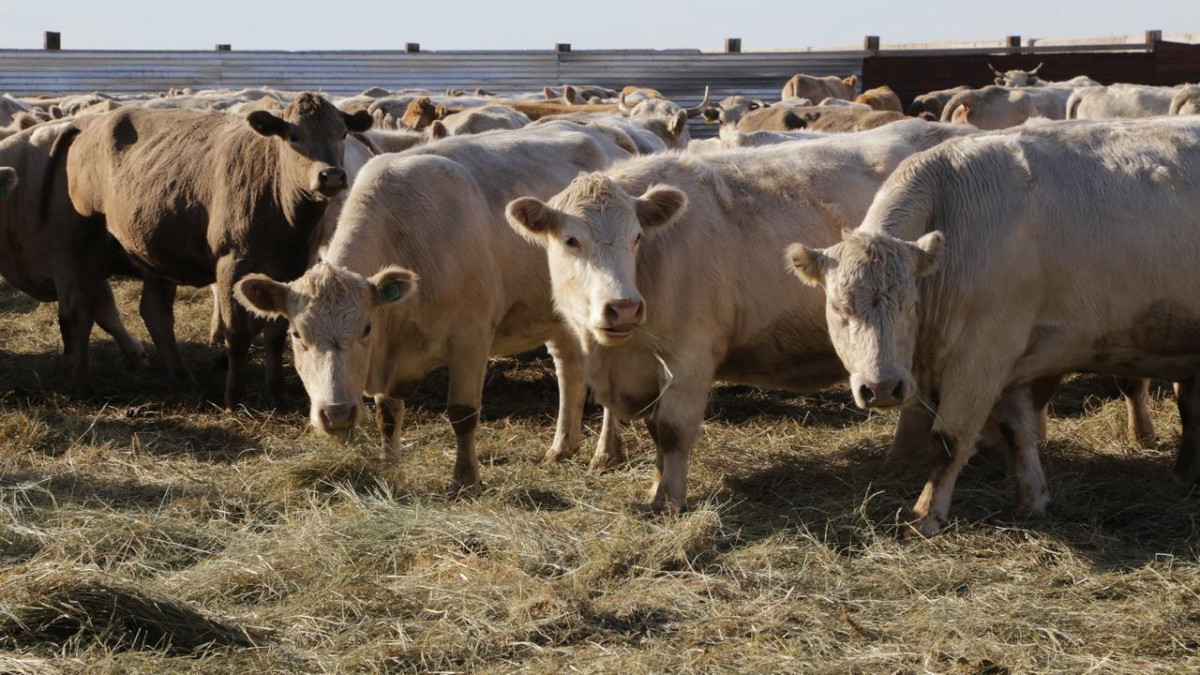 Молочно-товарные фермы открывают в Карагандинской области