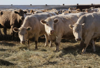 Молочно-товарные фермы открывают в Карагандинской области