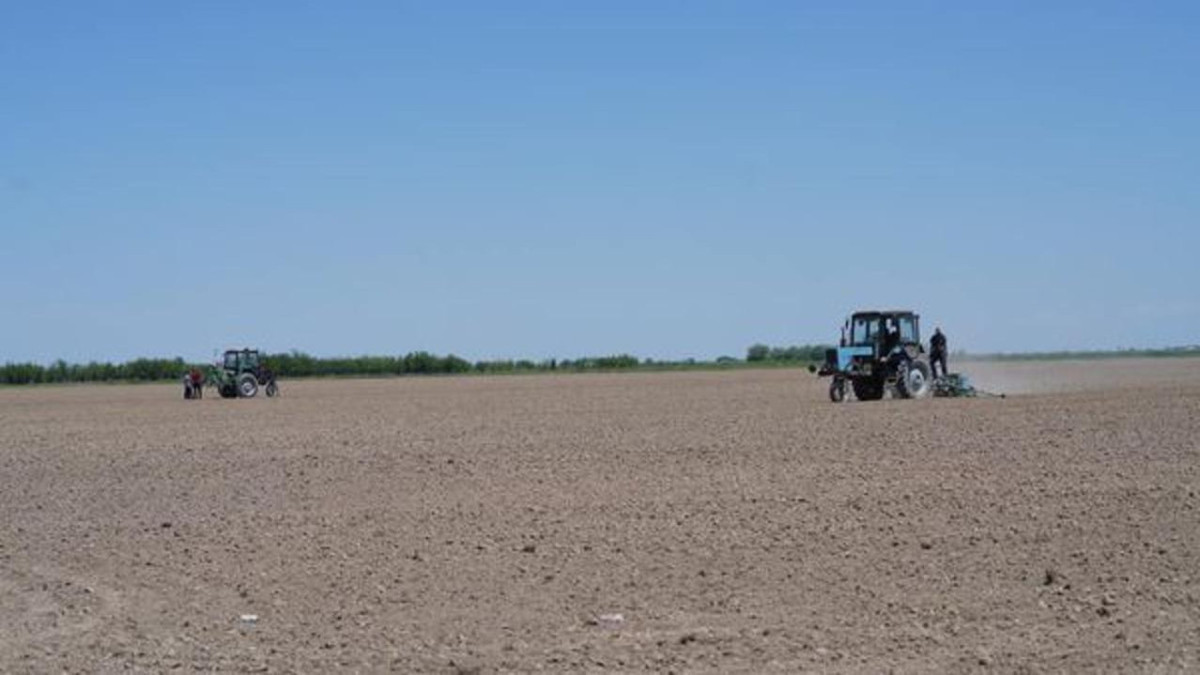33 тысячи гектаров хлопка засеяли в Туркестанской области