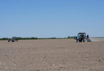 33 тысячи гектаров хлопка засеяли в Туркестанской области