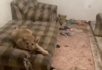 Алматы облысында ер адам екі арыстанды қоймада асыраған