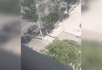 Дерево повалил сильный ветер в Шымкенте