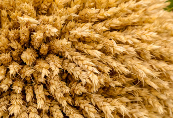 Көктемгі егіс науқанында фермерлерге 133,8 млрд теңге төленді