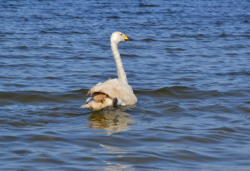 Қызыл кітапқа енген аққу мен бірқазан табиғат аясына жіберілді