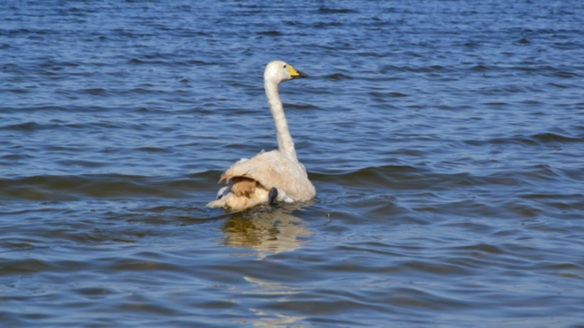  ҚР Президенті Іс басқармасы 