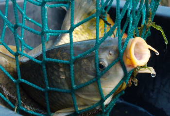 ШҚО-да 200 келіге жуық балықты заңсыз аулаған браконьерлер ұсталды