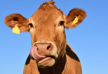 Енді мал етін мобильді қосымша арқылы сатып алуға болады