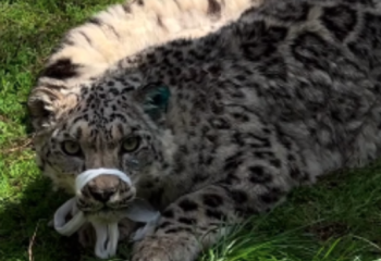 Алматы облысында табылған қар барысының жағдайы түзеліп келеді