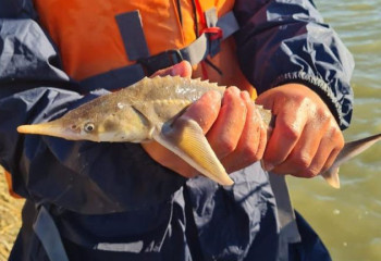 Погранслужбы Казахстана и России спасли 7 тюленей