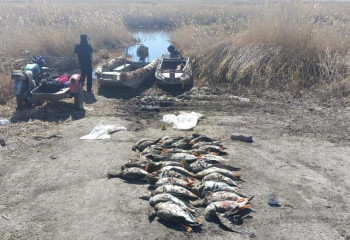 СҚО-да жабайы қаздарды заңсыз аулаған полиция қызметкері ұсталды