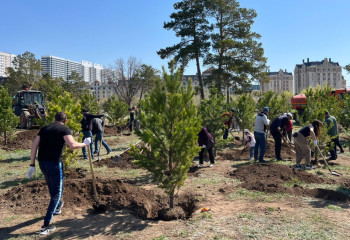 На аллее имени Салтанат Рахимбековой посадили еще 50 сосен