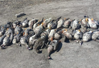 СҚО-да заңсыз аң аулаған полицей ұсталды