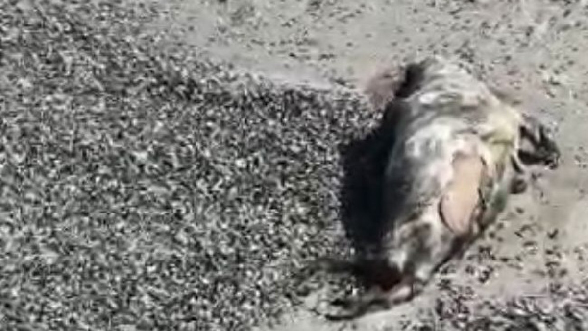  Бейнежазбадан скриншот 