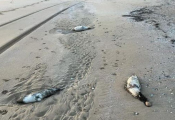 Маңғыстауда итбалықтардың қырылуына бойынша қылмыстық іс қозғалды