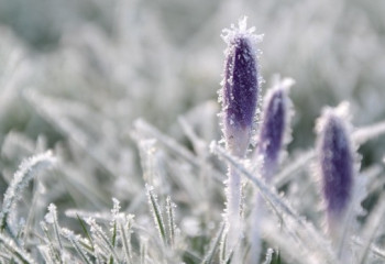 Қазгидромет: Қазақстанда үсік жүреді