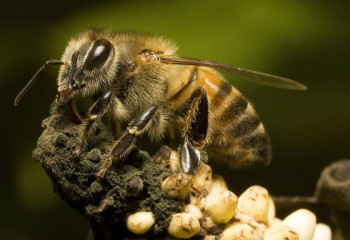 Никарагуада 6 адам ара шағып көз жұмды