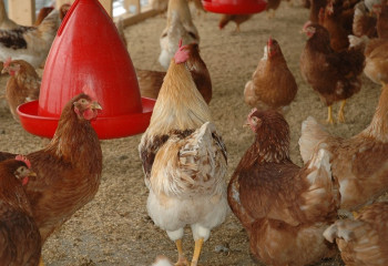 Актюбинский птицевод рассказала, на что хочет потратить льготный займ в 28 млн тенге