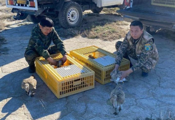 Қызыл кітапқа енген құстар табиғи ортаға жіберілді