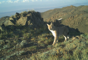 В Алматинской области рысь попала в фотоловушку