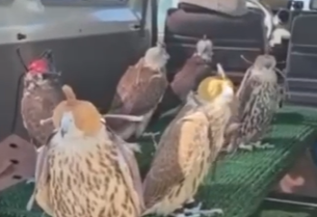 Полсотни соколов выпущены в Карагандинской области в дикую природу