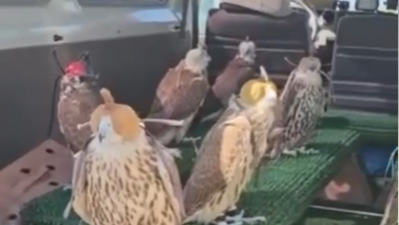  Кадр видео Охотзоопром 