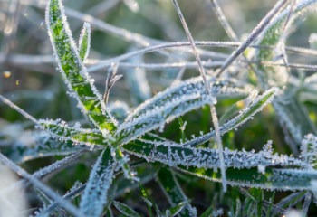 Елімізде алдағы күндері үсік жүреді