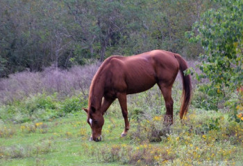 Мужчина на коне сбил девочку в одном из парков Кентау