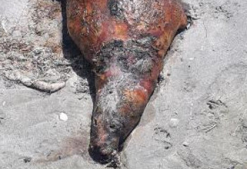 Туши нескольких десятков тюленей нашли на побережья Каспия