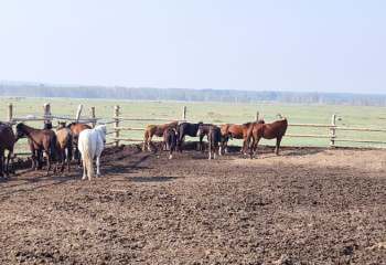 Полицейлер жоғалған бір үйір жылқына иесіне табыстады
