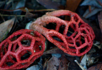 «Инопланетный» гриб захватил курортный город