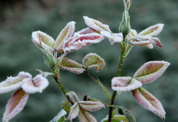 Зима снова близко – синоптики прогнозируют заморозки