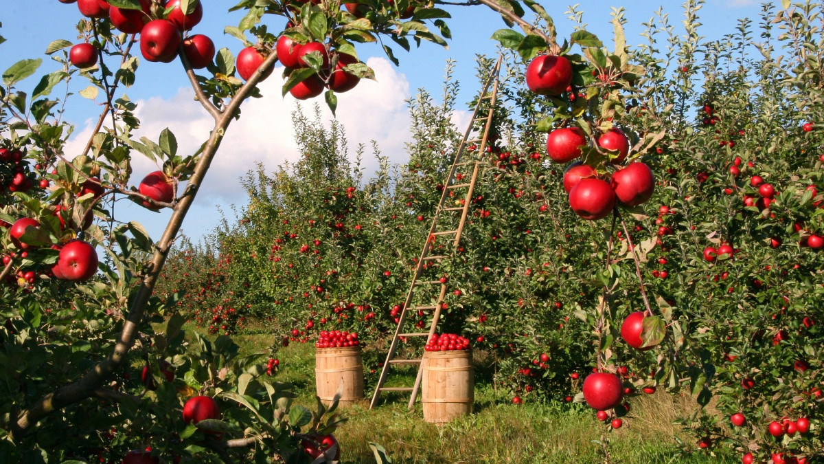 В Кобдинском районе начнут садить яблоневые сады