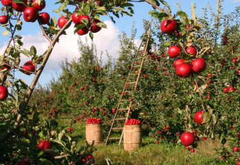 В Кобдинском районе начнут садить яблоневые сады