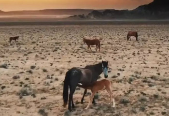 Айрақты шатқалында жайылып жүрген жылқылардың суреті көпшілікті таңқалдырды