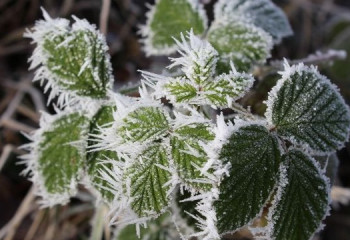 Еліміздің бірқатар өңірінде үсік жүреді