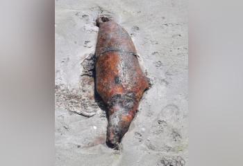 Каспий жағалауынан итбалықтардың өлі денесі табылды