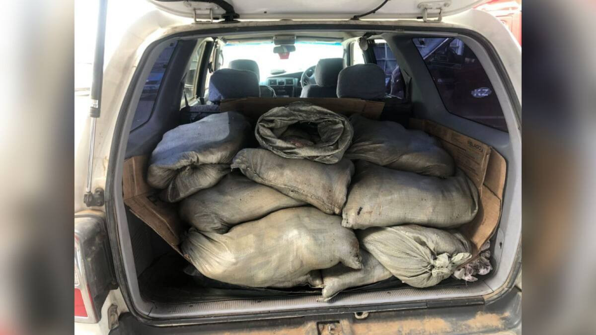 Более 300 кг рыбы перевозил экибастузец в багажнике авто